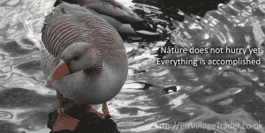 Nature does not hurry, yet everything is accomplished - start trading slowly